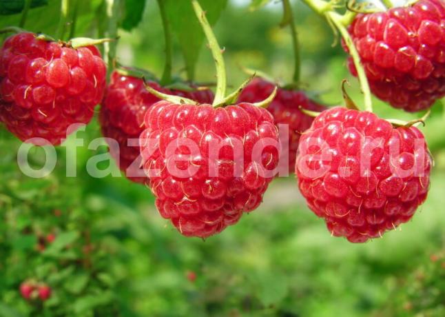 Easy way to growing raspberries remontant