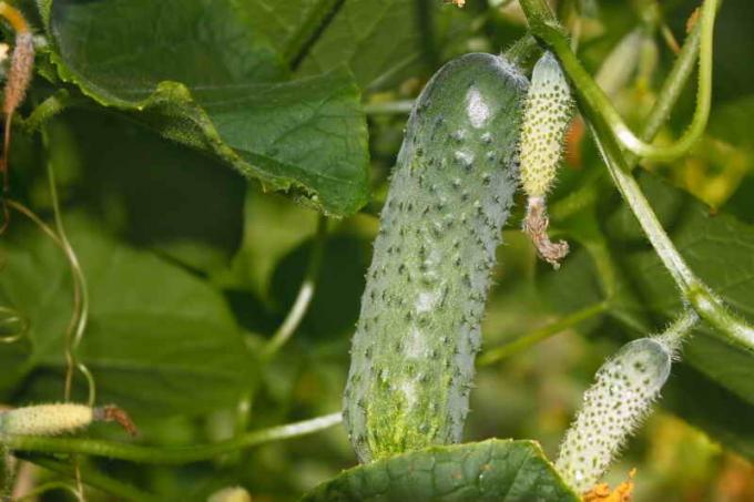 Growing cucumbers. Illustration for an article is used for a standard license © ofazende.ru