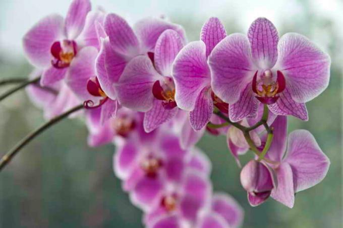 Flowering orchids. Illustration for an article is used for a standard license © ofazende.ru