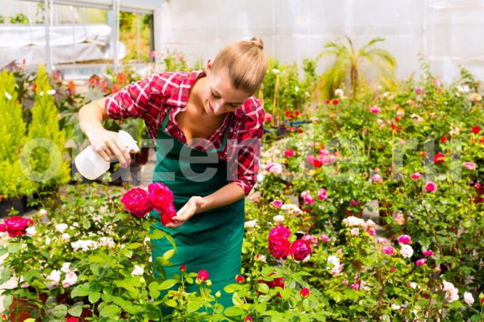 Rose cuttings - an easy way of vegetative propagation