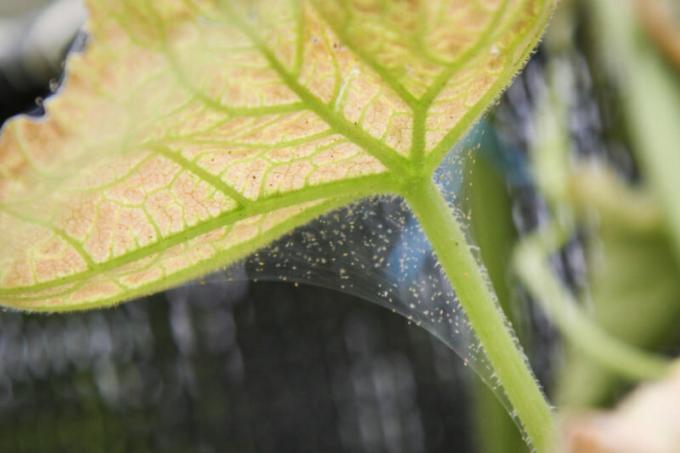 How to get rid of spider mites in greenhouse - tips