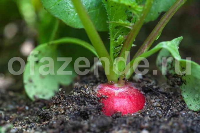 Growing radish. Illustration for an article is used for a standard license © ofazende.ru