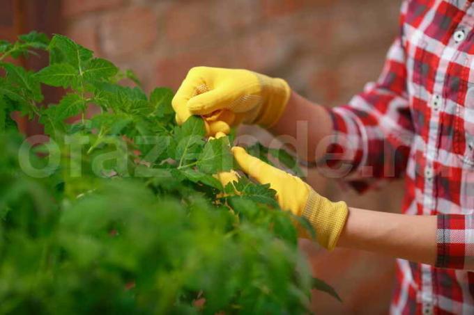 The secrets of growing tomatoes from experienced gardeners