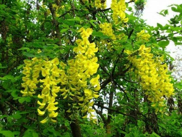 Caragana arborescens (yellow acacia)