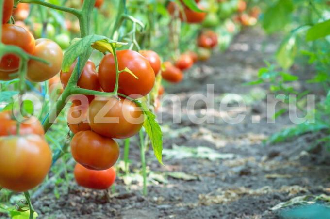 Pasynkovanie different varieties of tomatoes