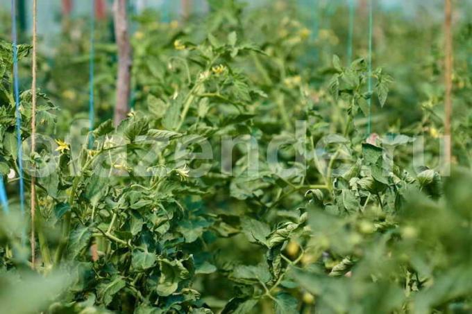 Tomato leaves. Illustration for an article is used for a standard license © ofazende.ru