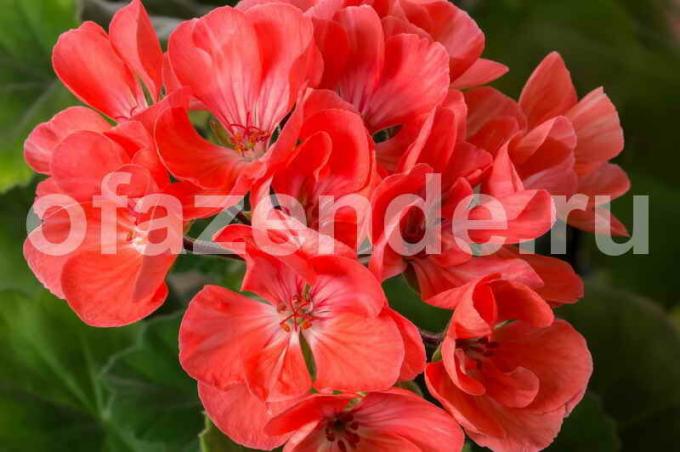 Growing geraniums. Illustration for an article is used for a standard license © ofazende.ru