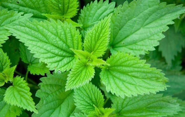 The infusion of nettle to lift the immunity of plants