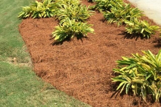 Mulch layer suppresses rasprorastanie weeds and inhibits their growth. Illustration for this article is taken from public sources