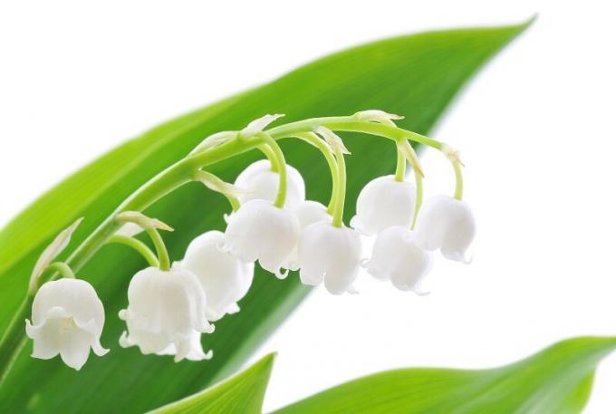 Blooming lily of the valley. Illustration for an article is used for a standard license © ofazende.ru