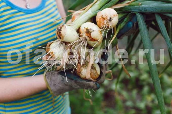 How to get a big crop of onions: 4 Quick Tips