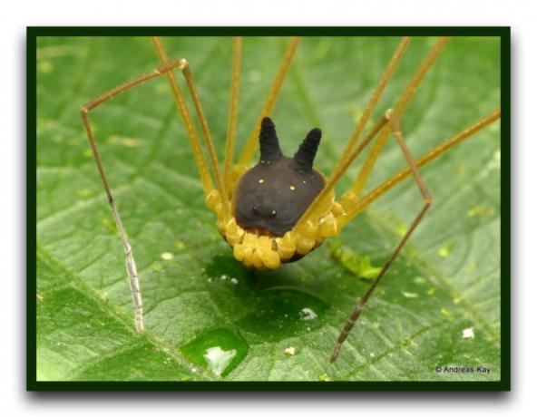 And in this photo harvestman more like a rabbit.