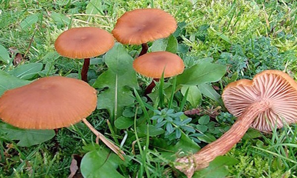 How to get rid of toadstools on a plot