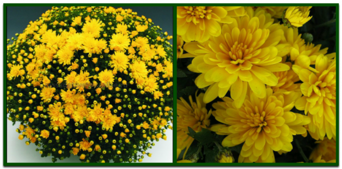 Globular chrysanthemum - the perfect solution for those who want to see your site luxuriously blooming until the frost