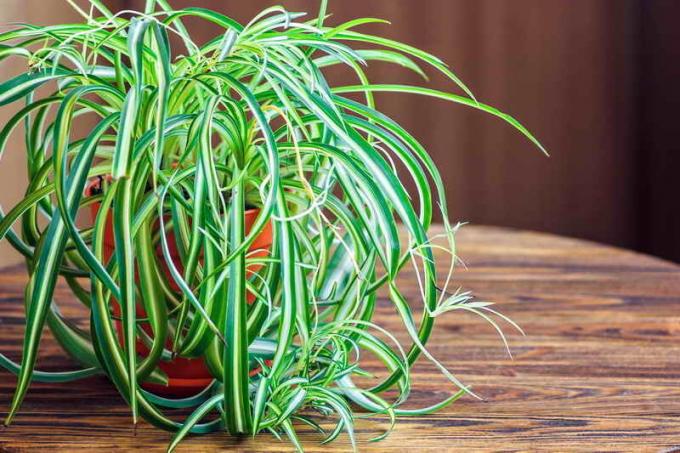 4 plants, which should be in every home