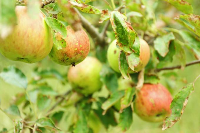 Why Apple and pear leaves curl - Causes and Tips