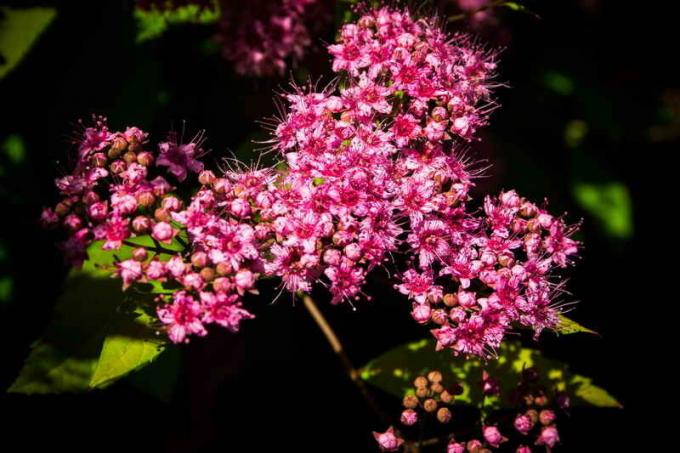 Spiraea japonica. Illustration for an article is used for a standard license © ofazende.ru