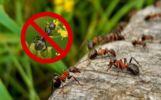 Effective means (recipe), which will get rid of ants and wasps at their summer cottage