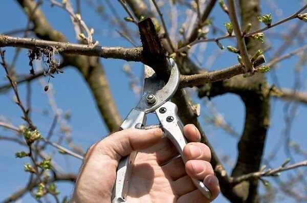 Why and how to cut an apple tree