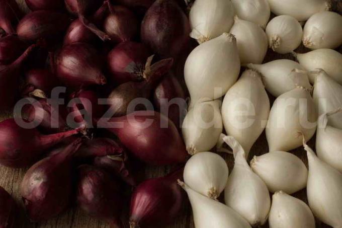 Onion sets: the secrets of successful purchase