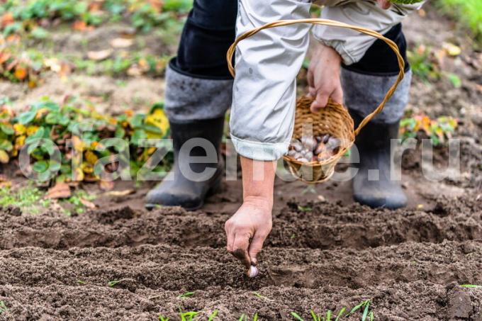 Planting of winter garlic. Illustration for an article is used for a standard license © ofazende.ru