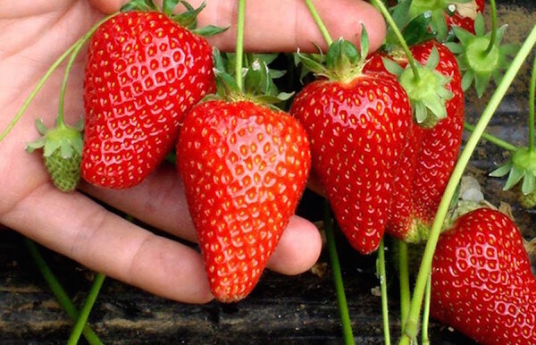 Making the complex fertilizer for strawberries from pharmaceutical drugs
