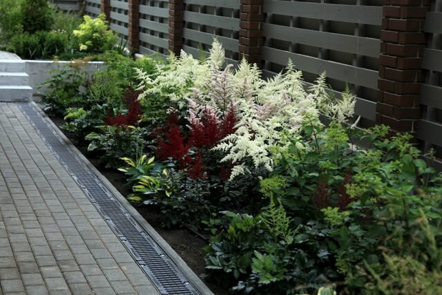 5 best perennials for planting the fence