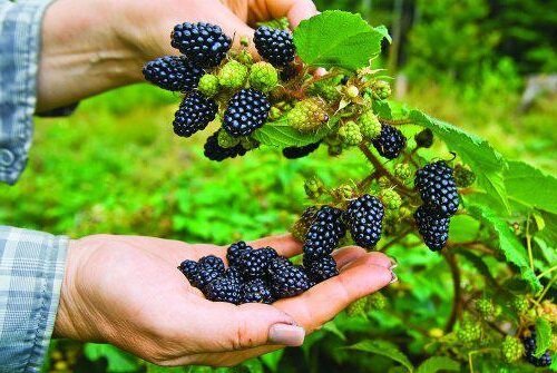 How to plant and care for a garden blackberry