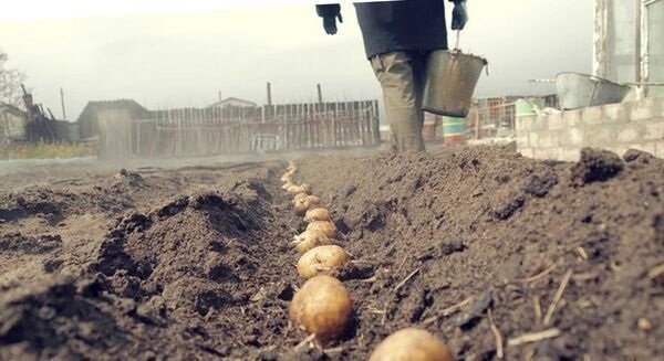 Unusual way of planting potatoes, with which you can get a good harvest
