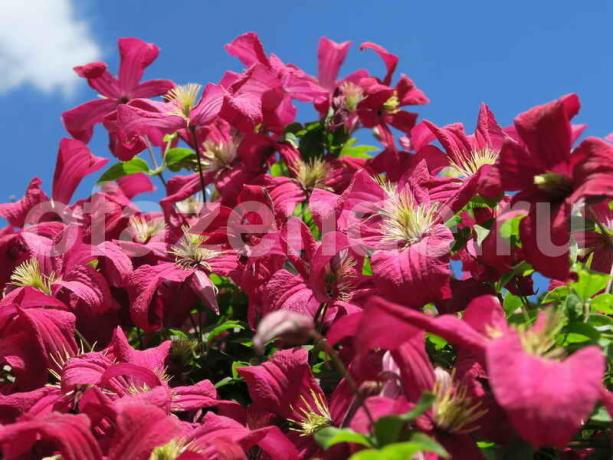 The feed clematis spring for long and elegant flowering