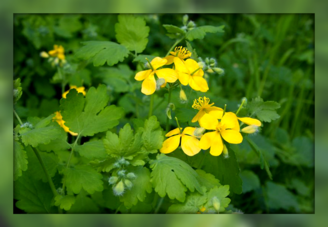 5 facts about the benefits of celandine, and why is it so love to use the experienced gardener (Part 2)