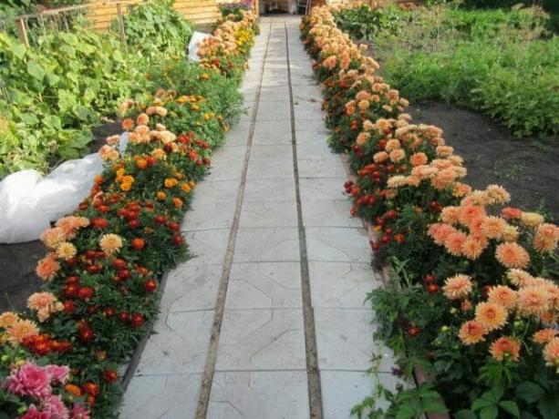 Flower Garden-border of dahlias