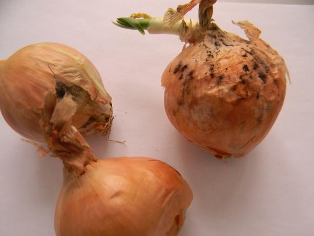 6 most dangerous diseases of onions