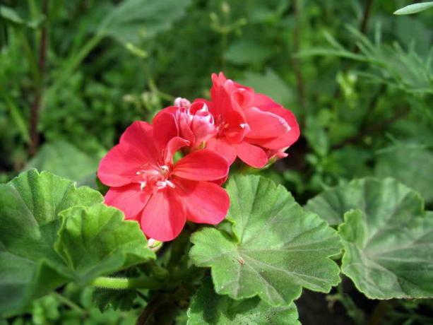 Flowering geranium. Illustration for an article is used for a standard license © ofazende.ru
