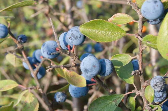 Hedges of hardy plants in your garden: tips to gardeners