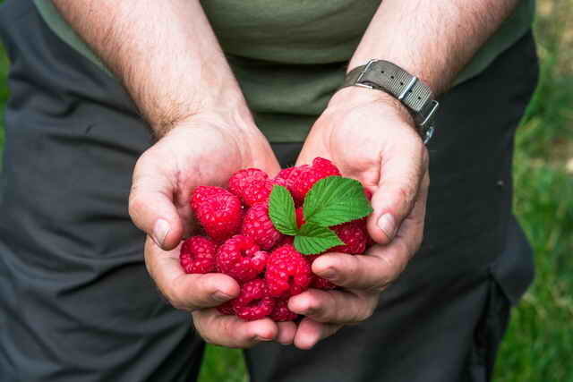 Harvest raspberries. Illustration for an article is used for a standard license © ofazende.ru