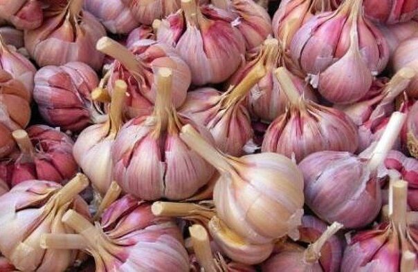 Effective ways to save the garlic until the next harvest