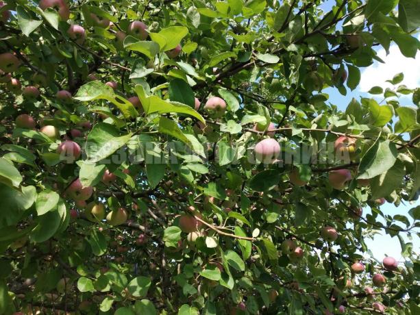 Apples rotting on the tree? What to do: Do ​​not panic! I'll tell you how to fix it