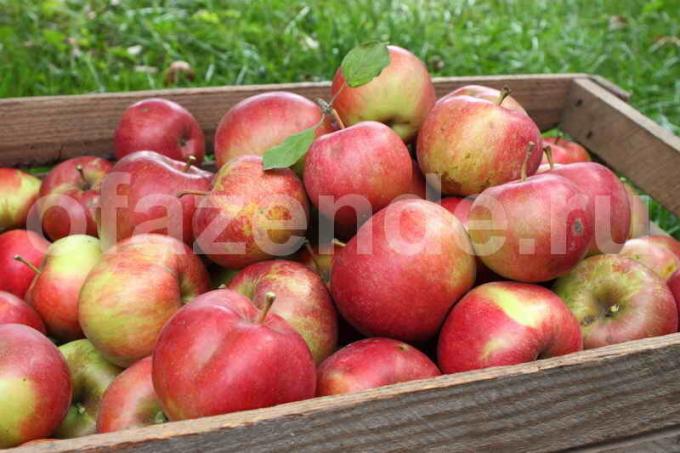 How to keep apples until the spring