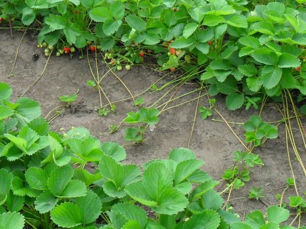 How to grow strawberries from seed successfully and without problems, and whether to do it at all