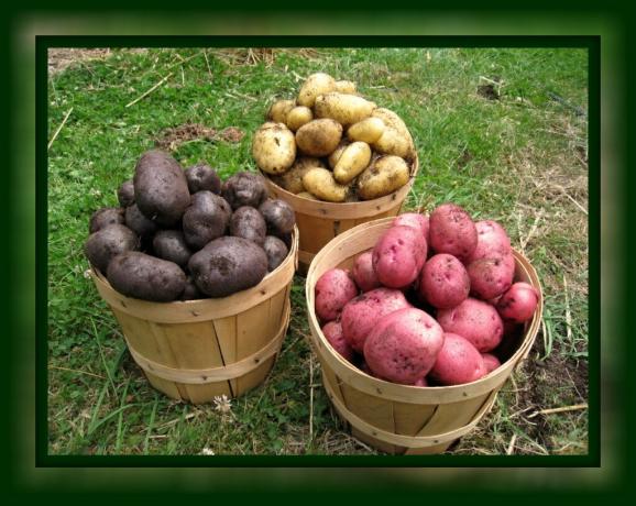 How to save the potatoes fresh until spring at home, without cellars (a simple straightforward way) 🥔🥔🥔