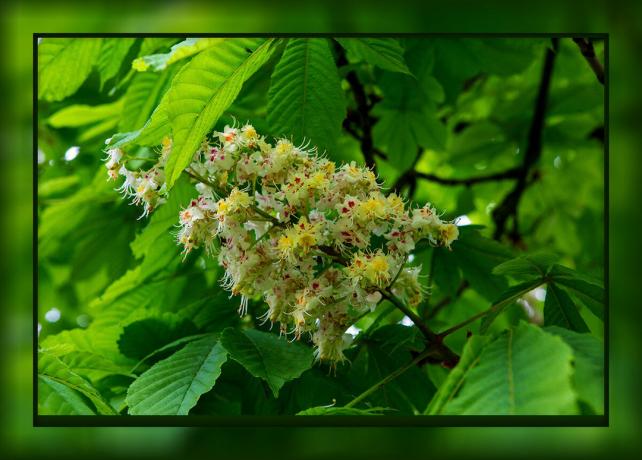 Chestnut - not just a beautiful tree, a very useful medicinal plant. From what "sores" heal chestnut