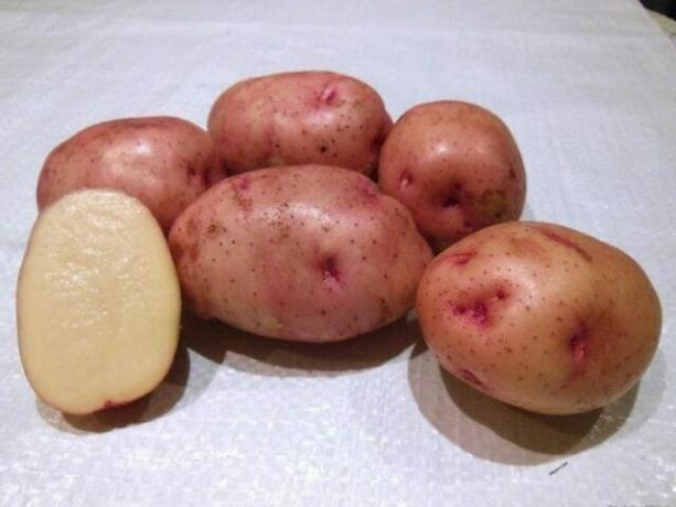 Potato varieties, "Zhukovsky early"