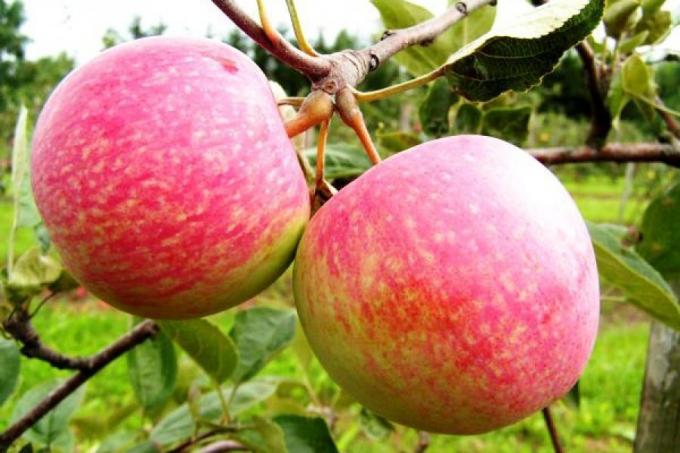 Prepare apple to the next season. How to increase next year's harvest by 1.5 times
