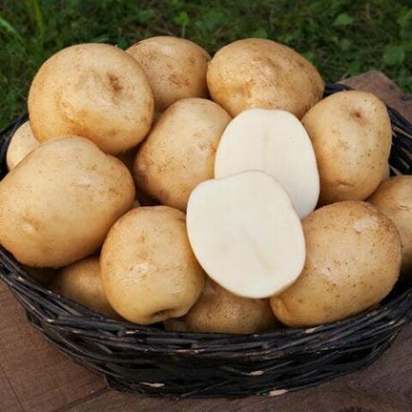 Potato varieties, "Snow White"