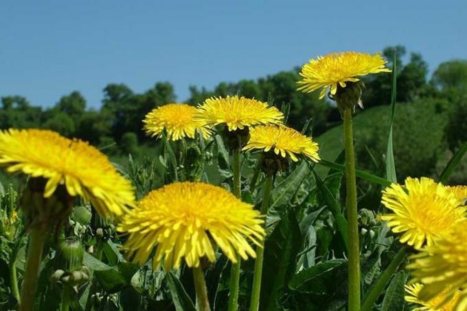 Effective fertilization of plants against pests and a decoction of the dandelion
