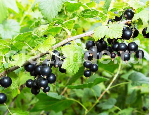 Growing black currant. Illustration for an article is used for a standard license © ofazende.ru