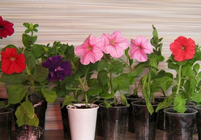 You want to petunia blossom as early as possible? Plant seedlings in January!