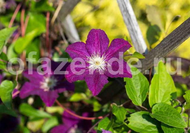 Growing clematis. Illustration for an article is used for a standard license © ofazende.ru