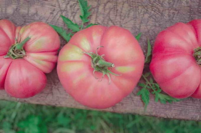 Pink tomatoes. Illustration for an article is used for a standard license © ofazende.ru